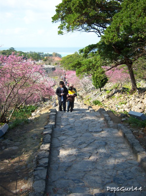 On the way back down the steps. Surrounded by Cherry Blossoms.