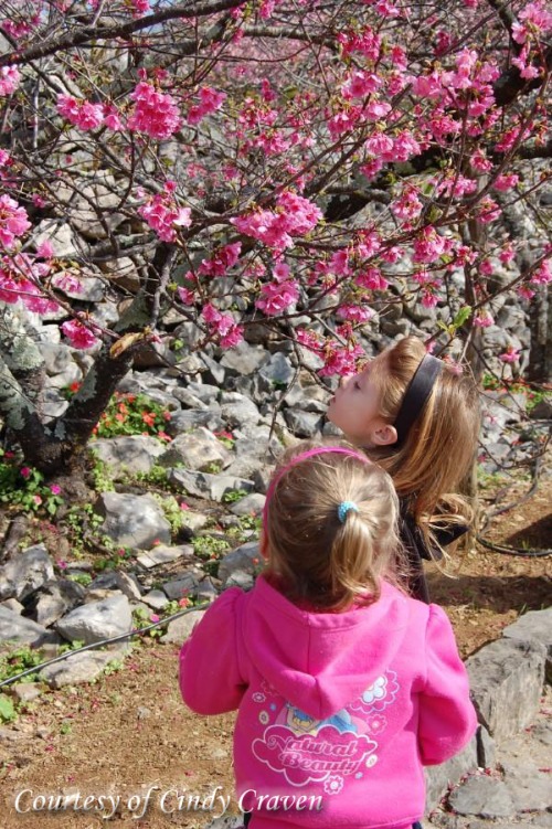The girls sniffing the "Sakura" flowers!